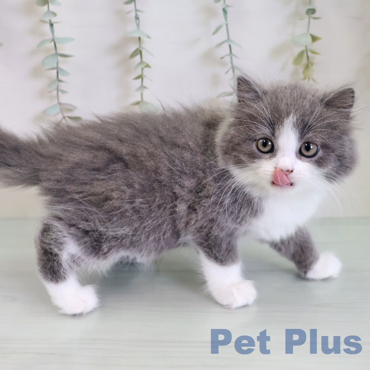 スコティッシュフォールドの写真2