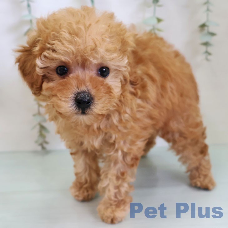 トイ・プードル