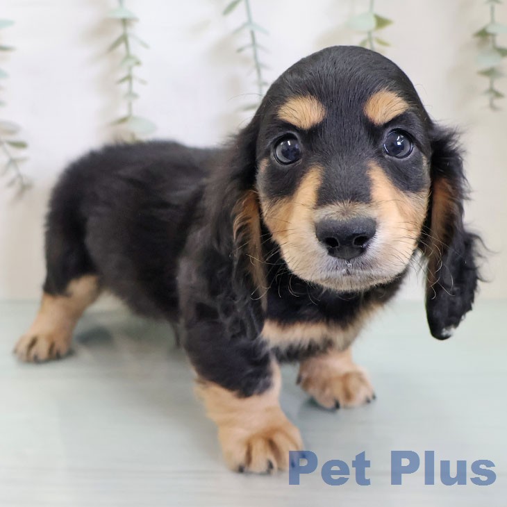 ミニチュア・ダックスフンド