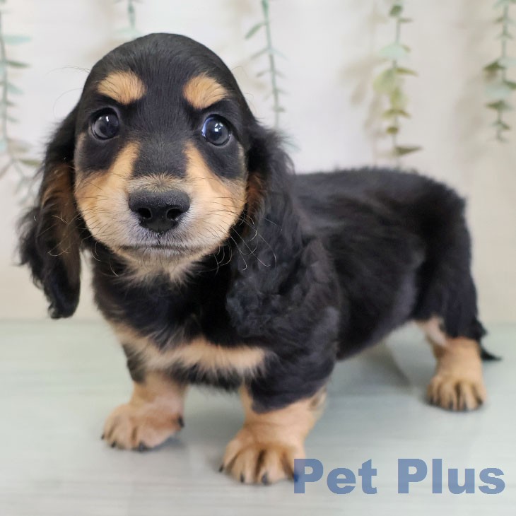 ミニチュア・ダックスフンドの写真2