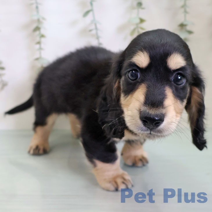 ミニチュア・ダックスフンド