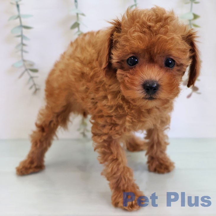 トイ・プードル