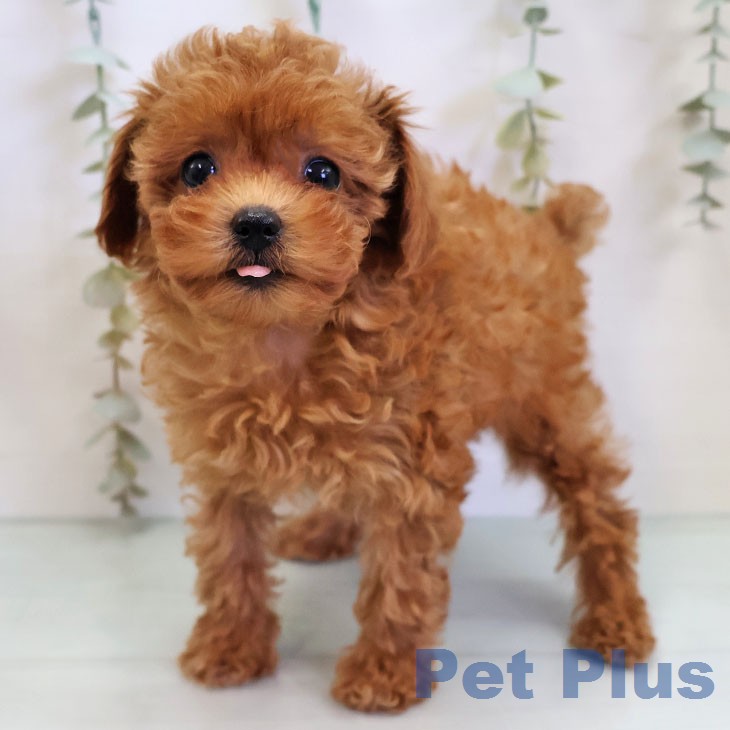 トイ・プードルの写真2