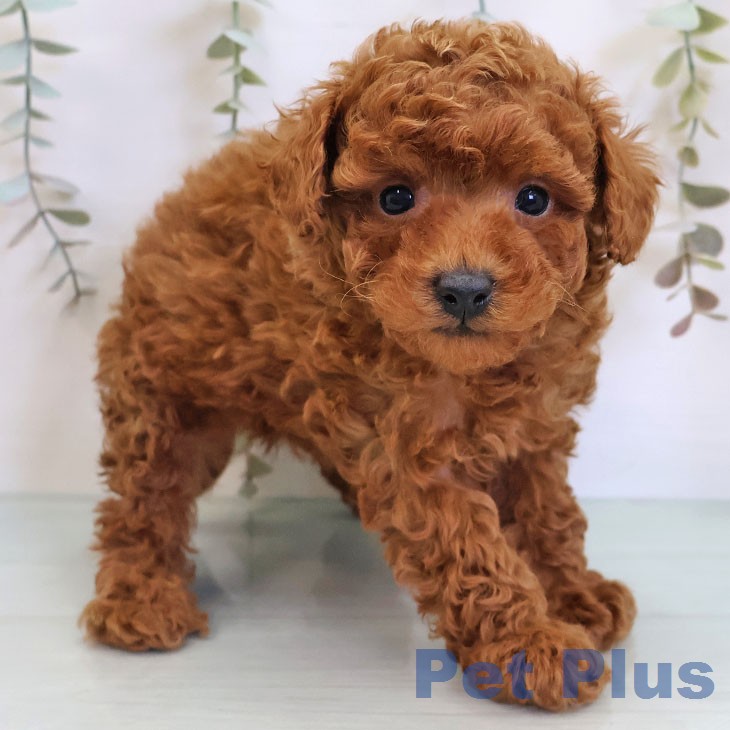 トイ・プードル