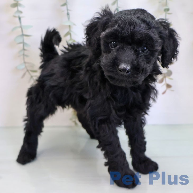 トイ・プードル