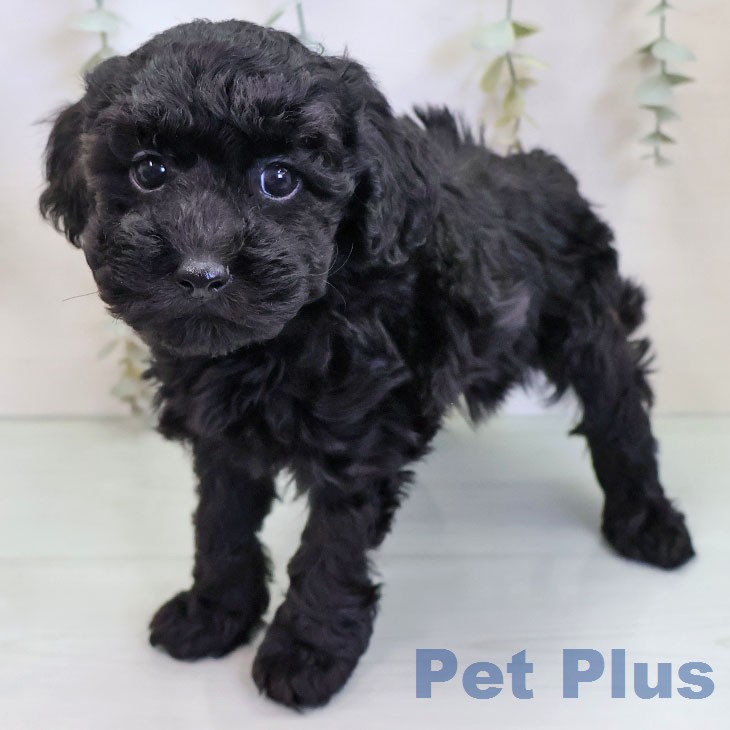 トイ・プードルの写真2