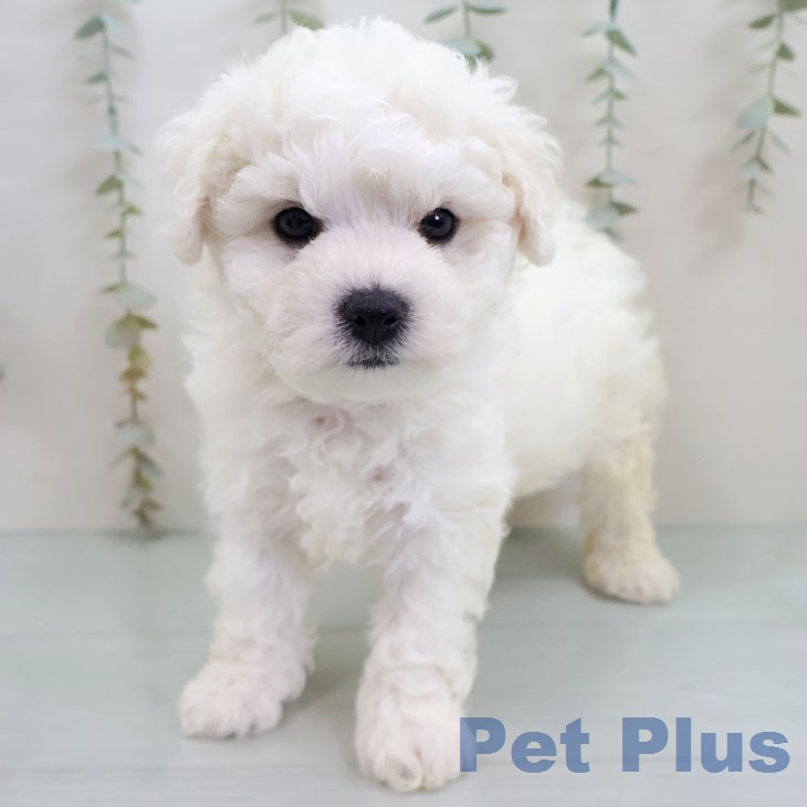 ビション・フリーゼ