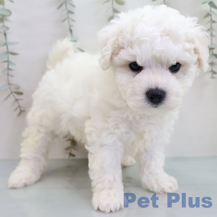 ビション・フリーゼ