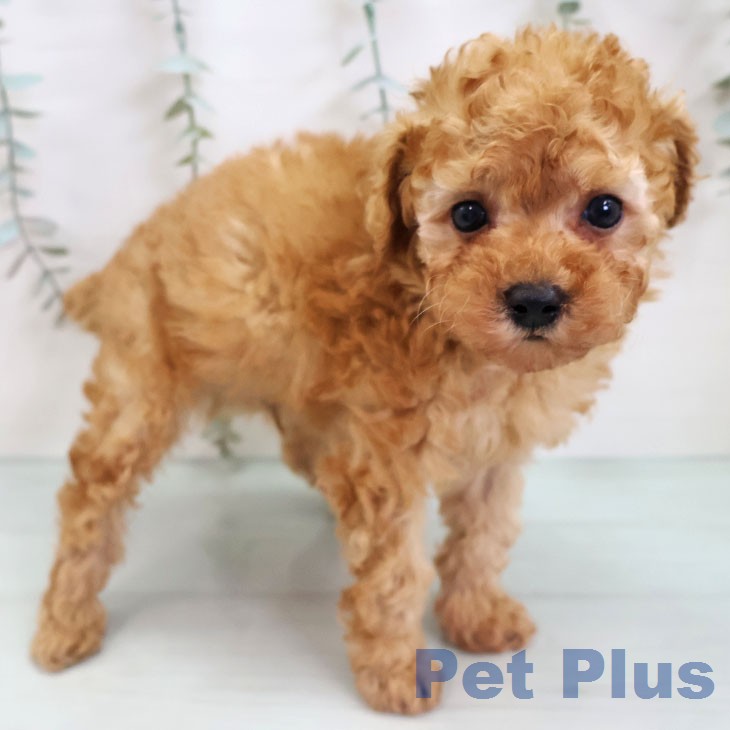 トイ・プードル