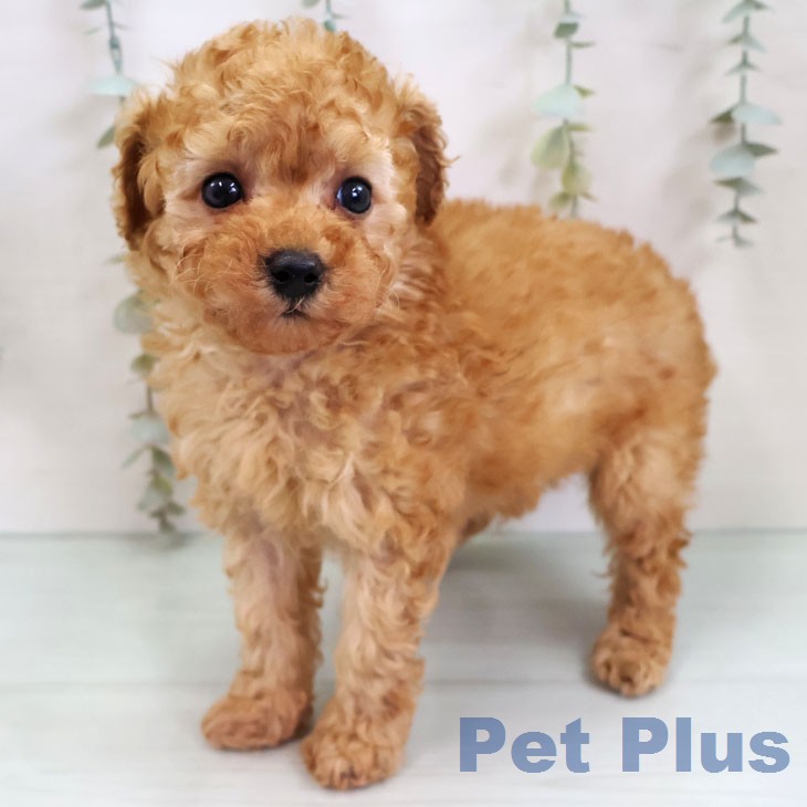 トイ・プードルの写真2