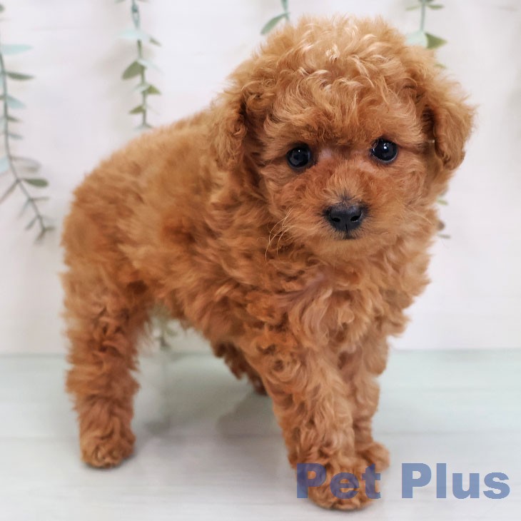 トイ・プードル