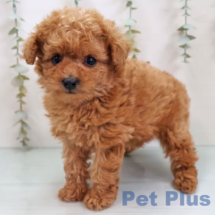 トイ・プードル