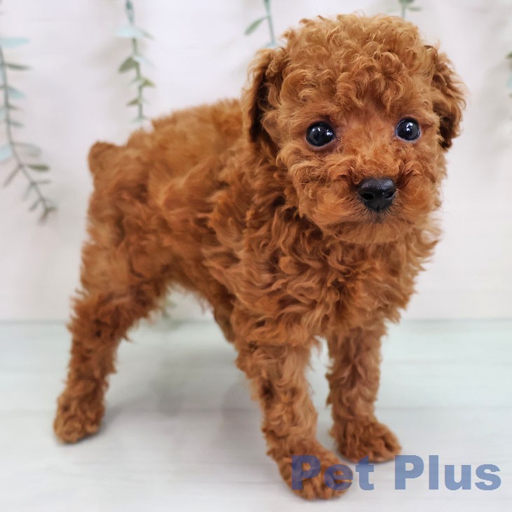 トイ・プードル