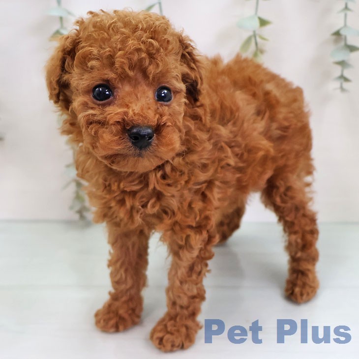 トイ・プードルの写真2