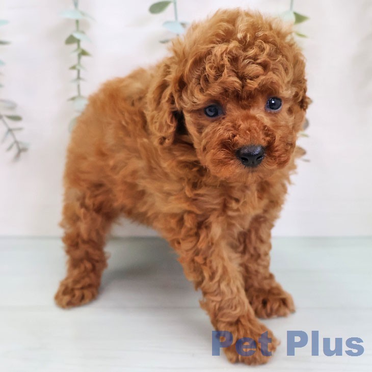 トイ・プードルの写真2