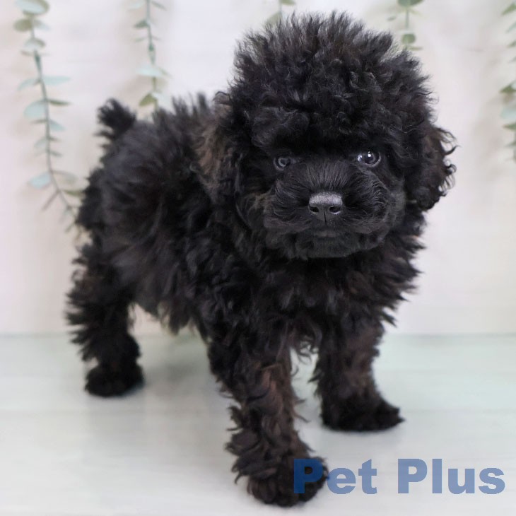 トイ・プードル