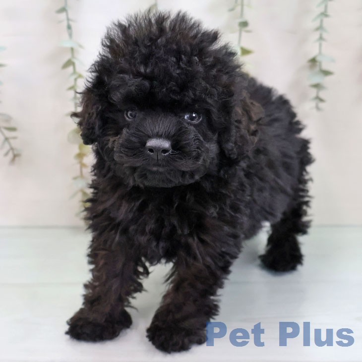 トイ・プードル