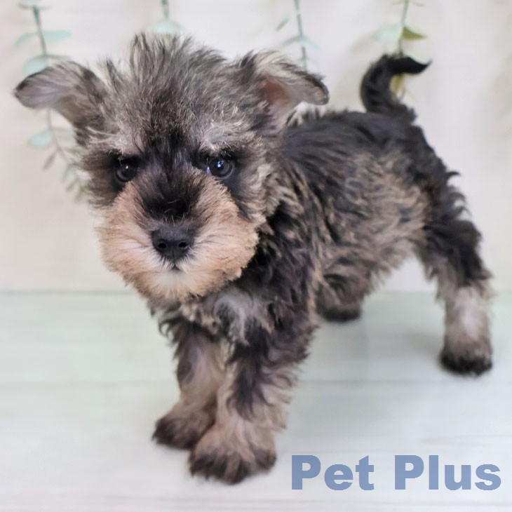 ミニチュア・シュナウザー