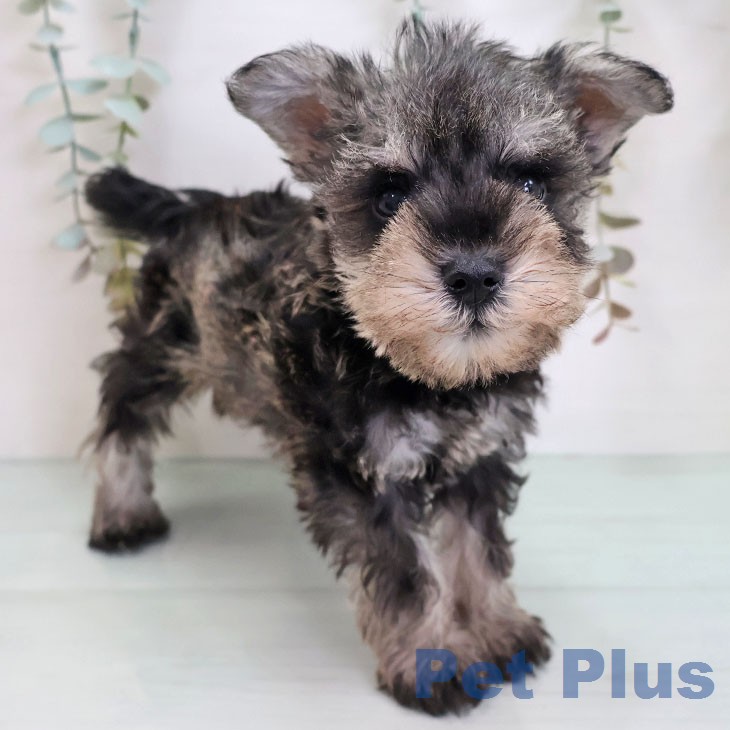 ミニチュア・シュナウザー