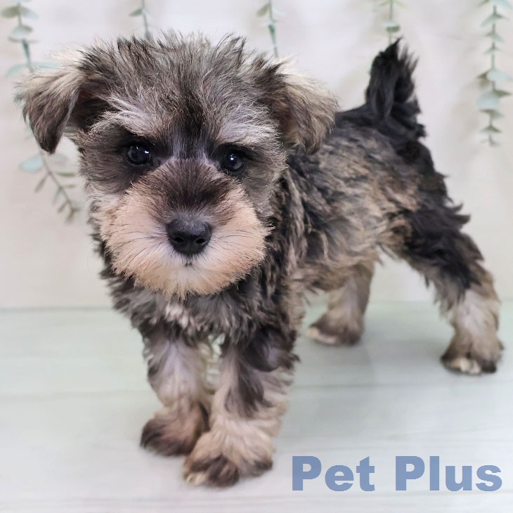 ミニチュア・シュナウザー