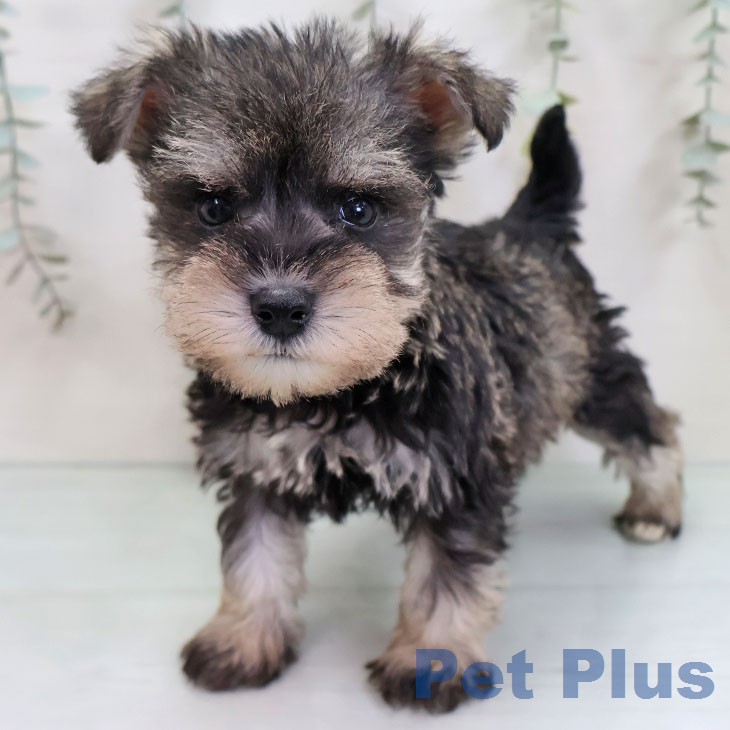 ミニチュア・シュナウザー