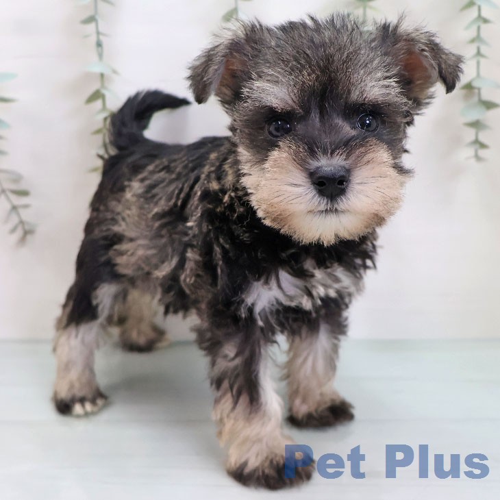 ミニチュア・シュナウザーの写真2