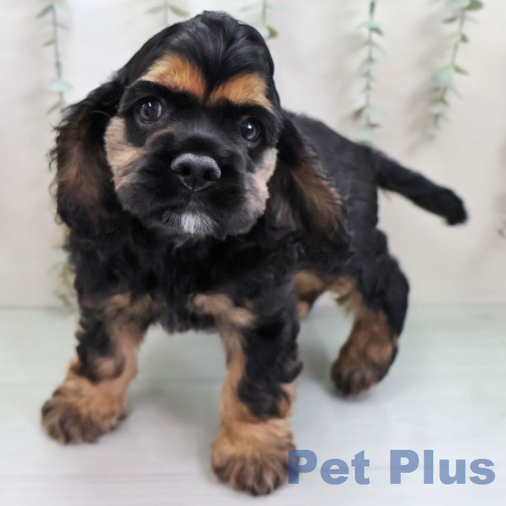 アメリカン・コッカー・スパニエルの写真2