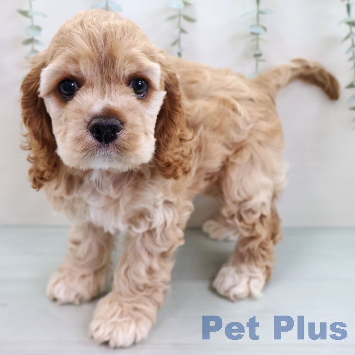 アメリカン・コッカー・スパニエル