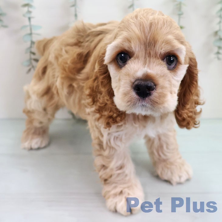 アメリカン・コッカー・スパニエルの写真2