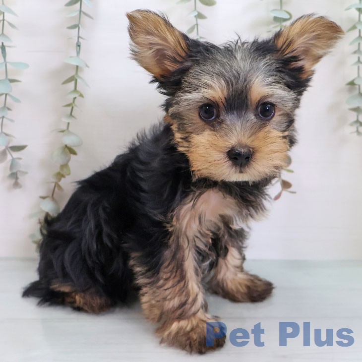 ヨークシャー・テリアの写真2