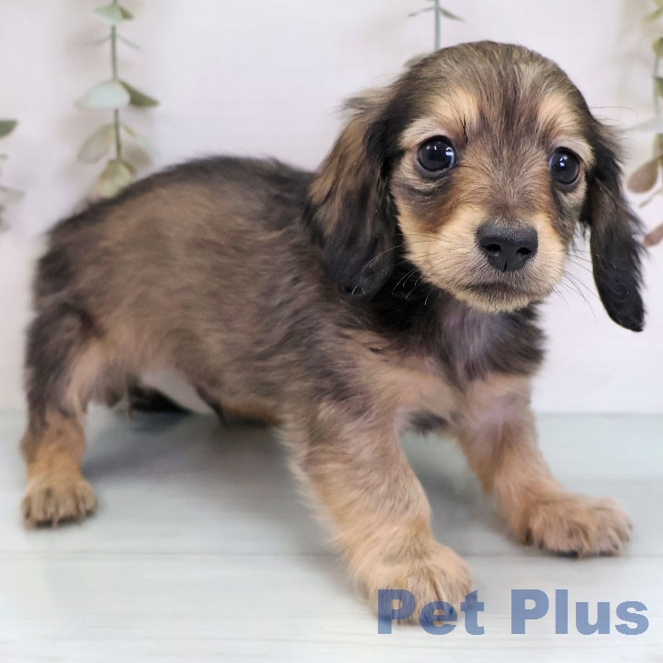 カニーンヘン・ダックスフンドの写真2