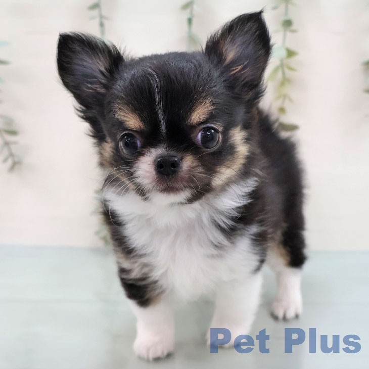 チワワの写真2