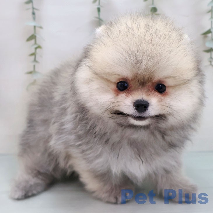 ポメラニアン