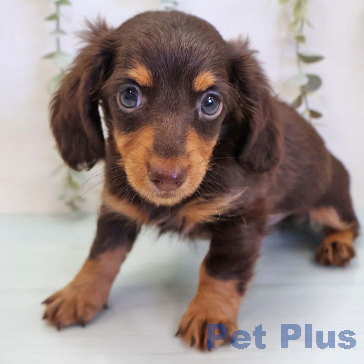 カニーンヘン・ダックスフンド