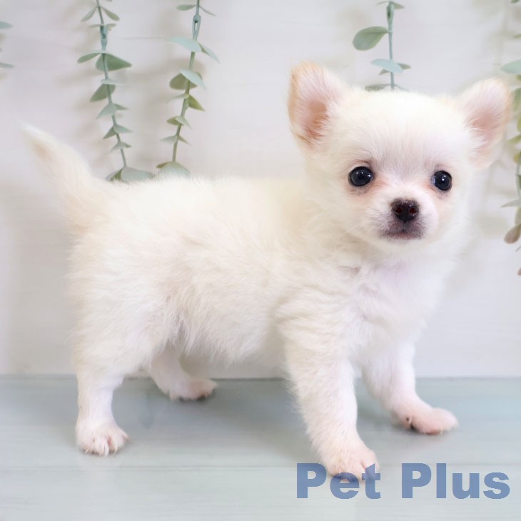チワワの写真2