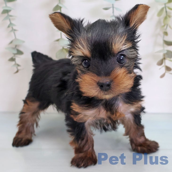 ヨークシャー・テリア