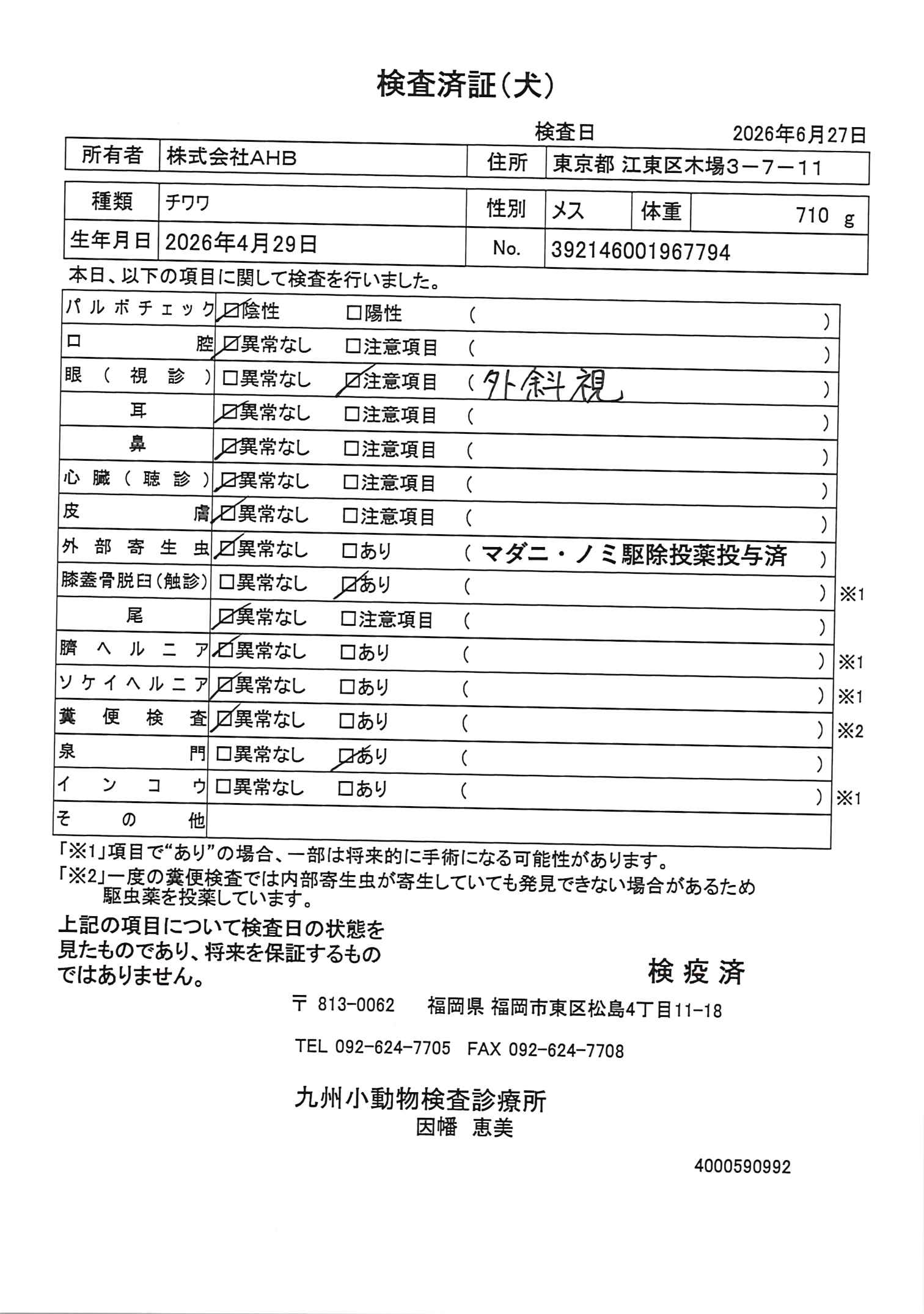 チワワ
