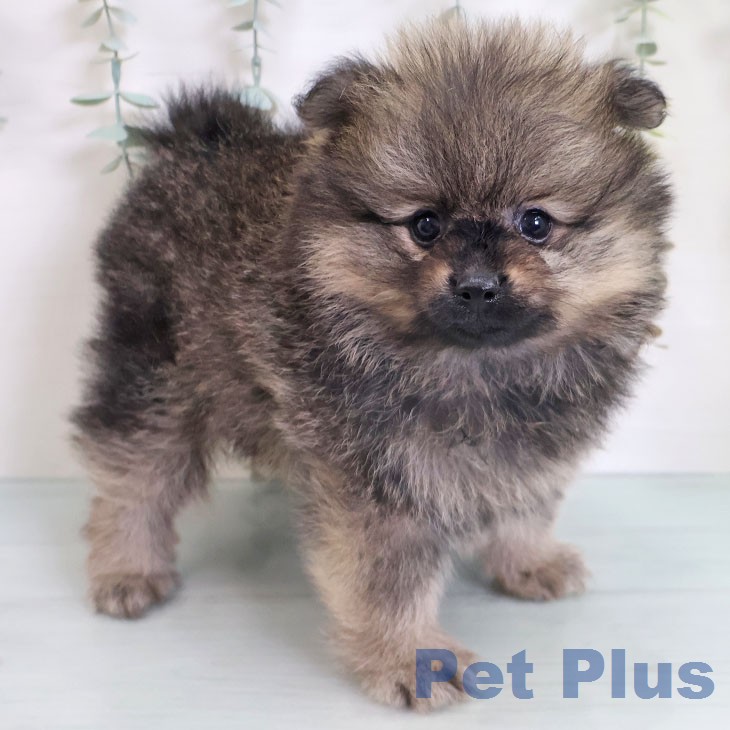 ポメラニアン