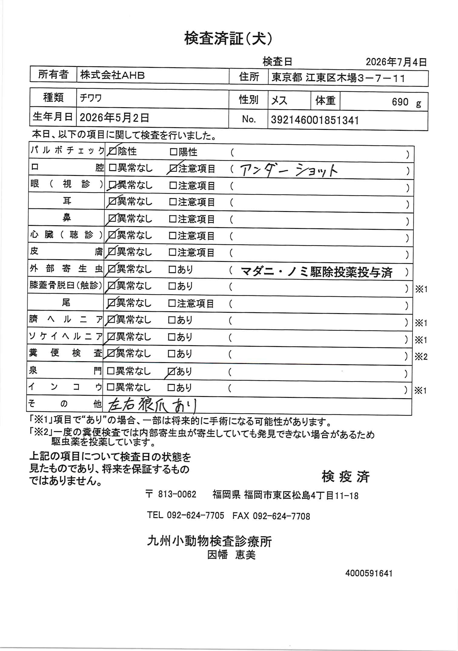 チワワ