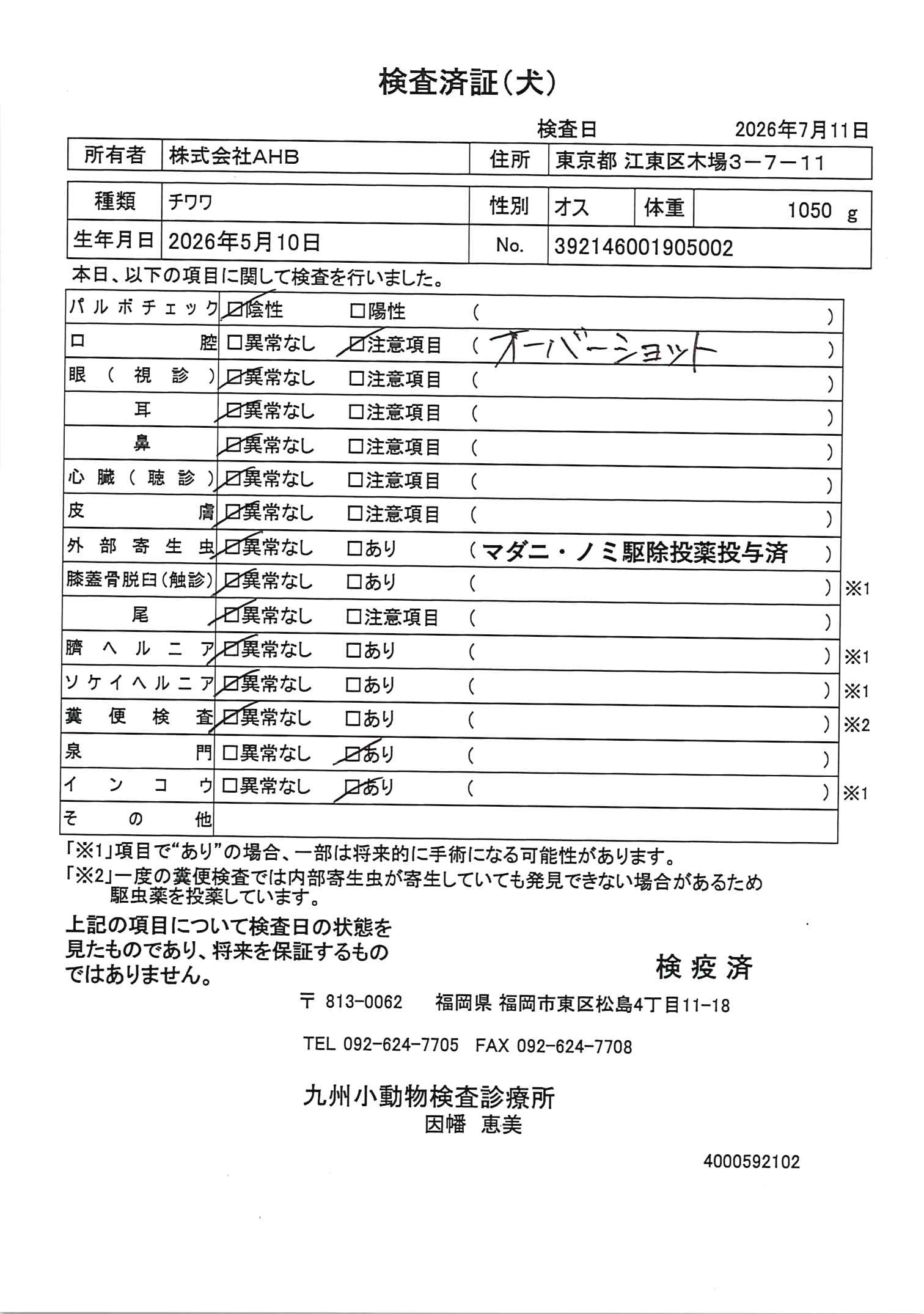 チワワ
