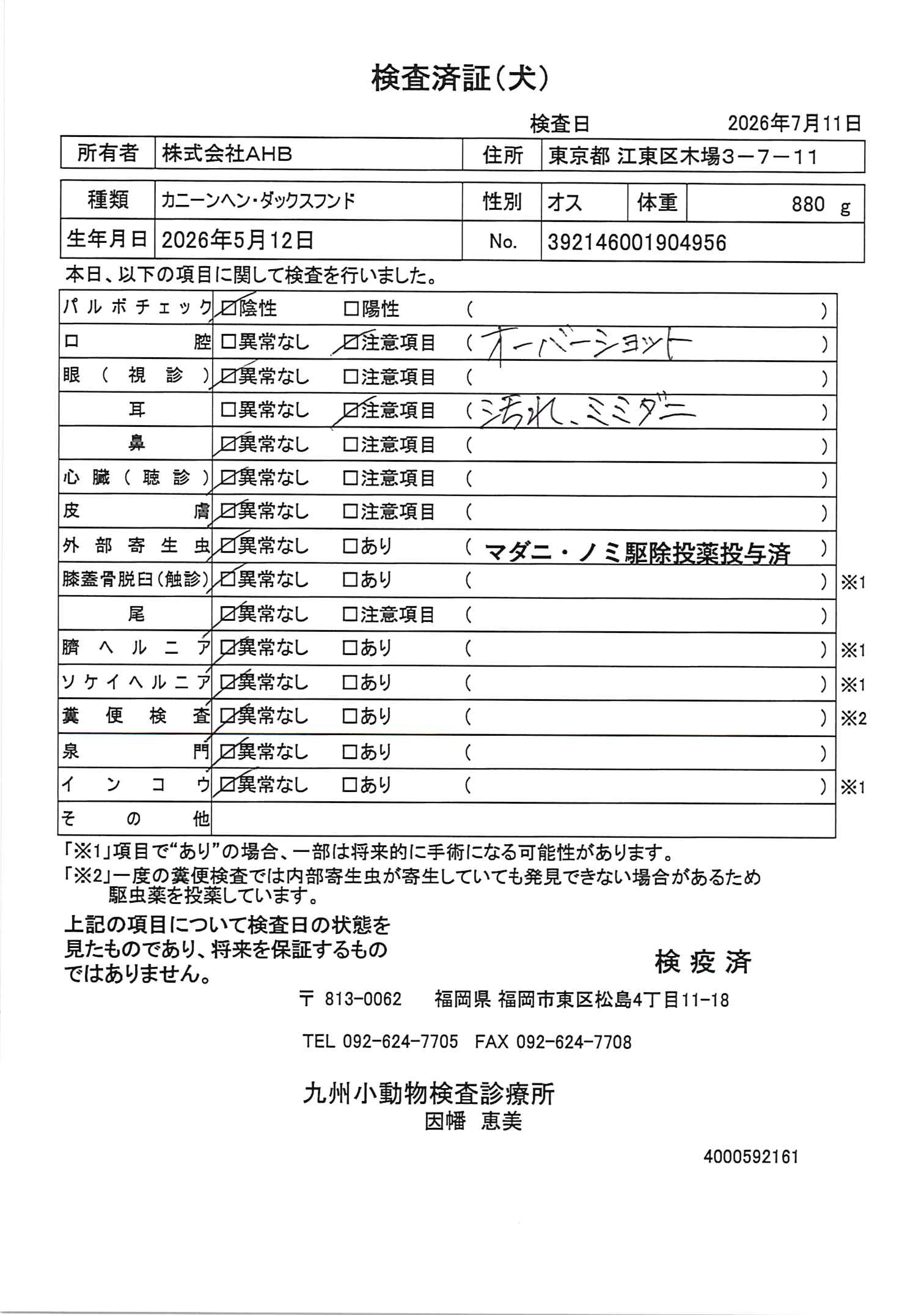 カニーンヘン・ダックスフンド