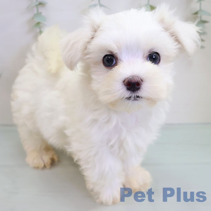 マルチーズ