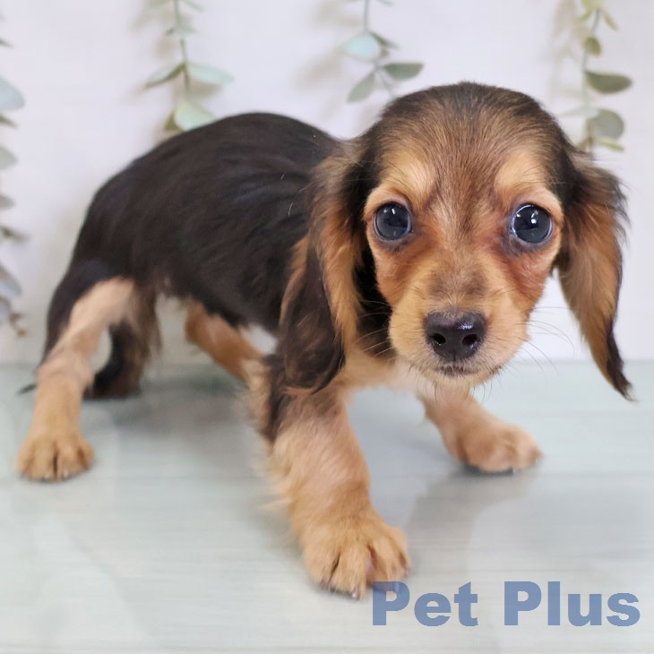 ミニチュア・ダックスフンド