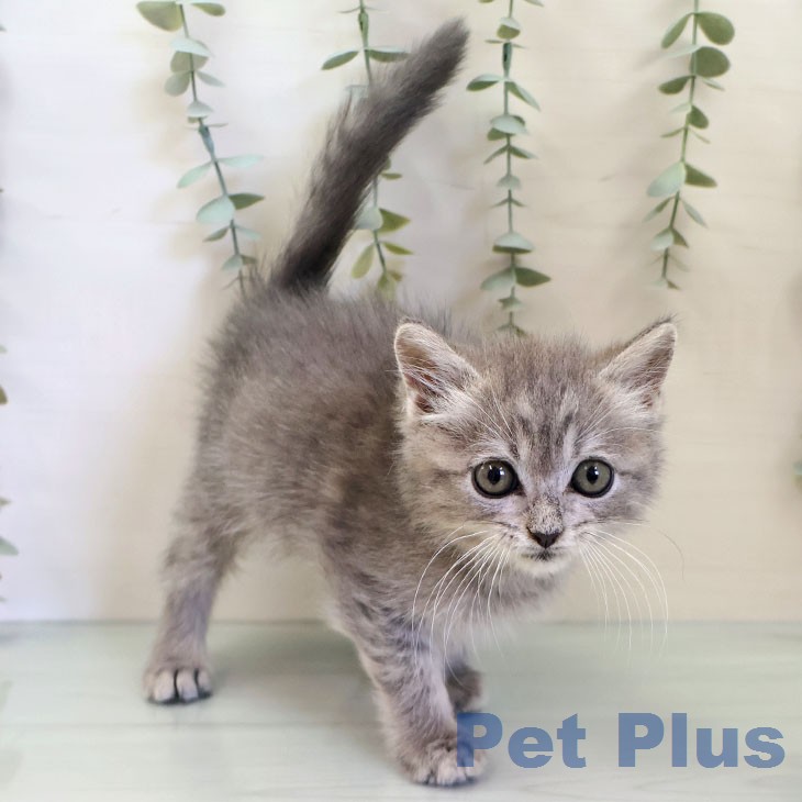 ブリティッシュロングヘア