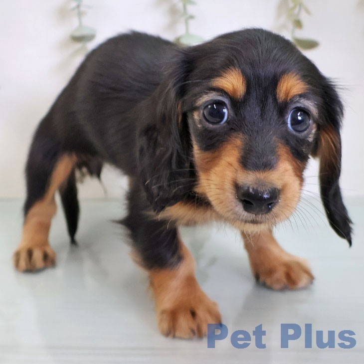 カニーンヘン・ダックスフンドの写真2