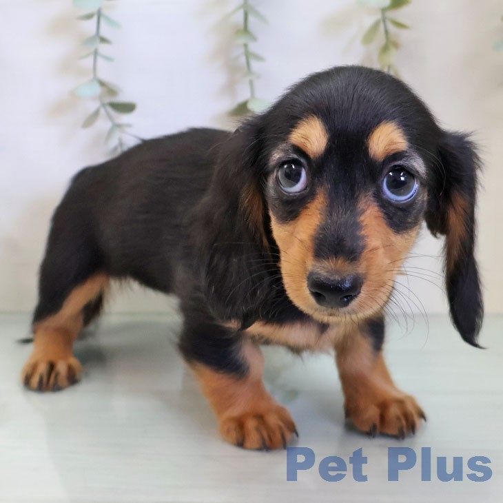 カニーンヘン・ダックスフンドの写真2