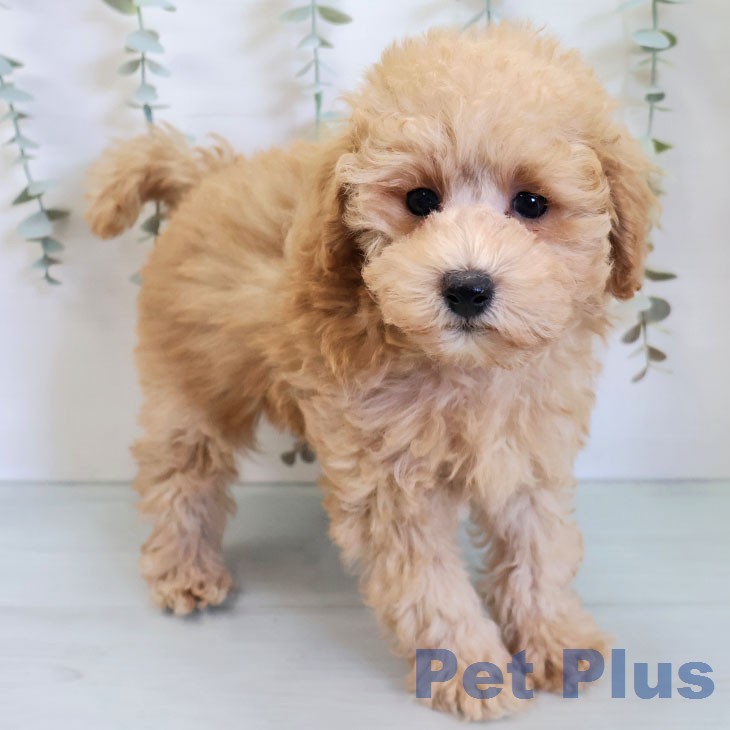 トイ・プードル