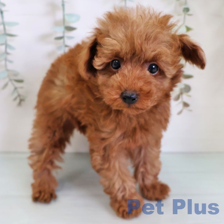 トイ・プードルの写真2
