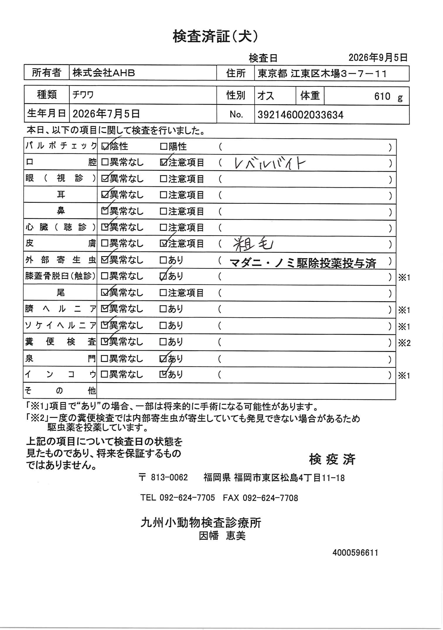 チワワ