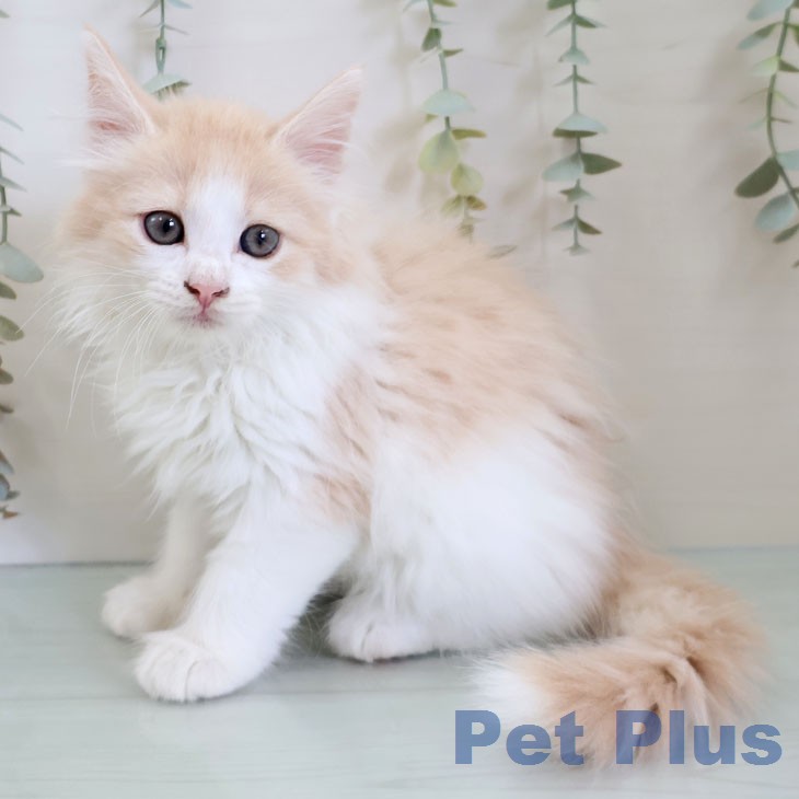 ノルウェージャンフォレストキャットの写真2